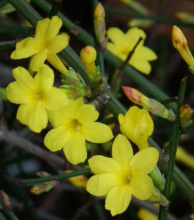 Jasminum nudiflorum 